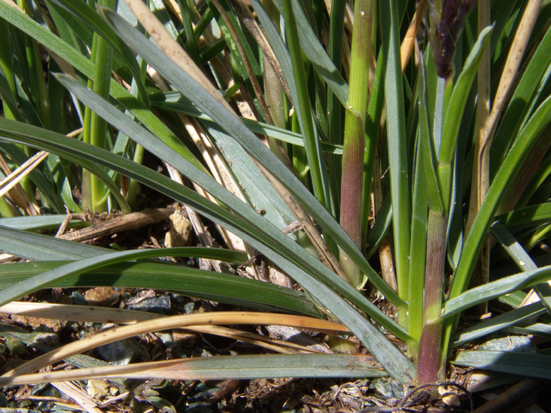 Sesleria pichiana - Sesleria di Pichi Sermolli